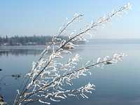 cluculz frosty branch1206